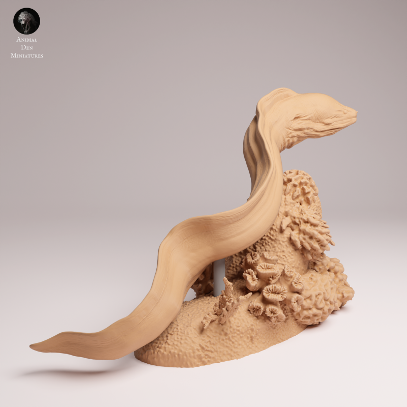 Giant Morray Eel 1-24