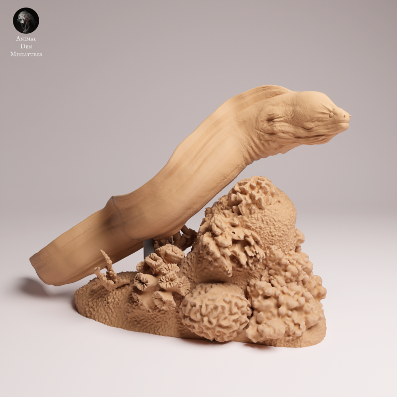 Giant Morray Eel 1-24