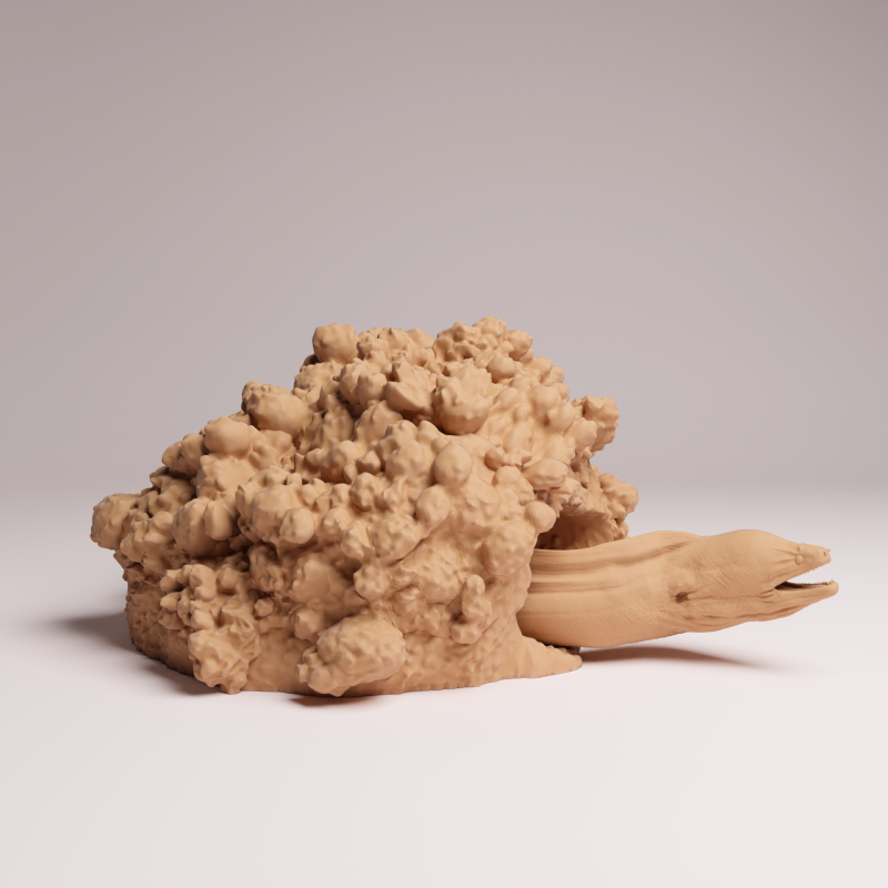 Giant Morray Eel Den 1-24