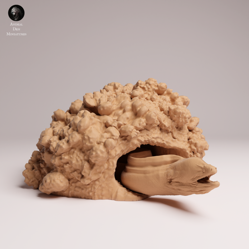 Giant Morray Eel Den 1-24