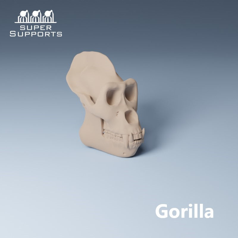 Animal Skulls - Group 4