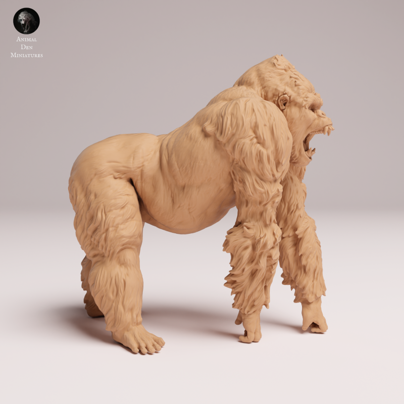 Grauers Gorilla Silverback Aggressive