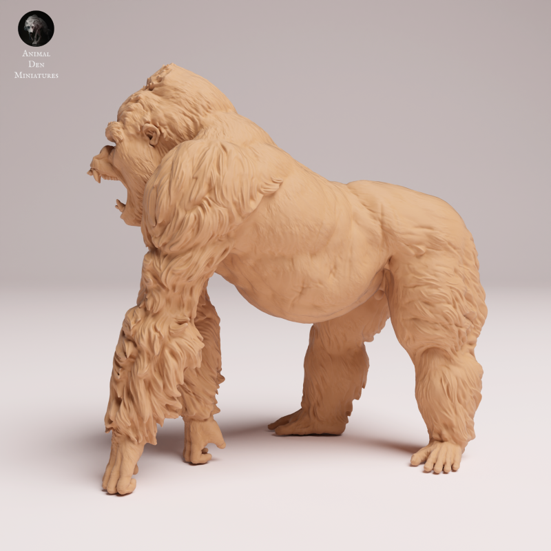 Grauers Gorilla Silverback Aggressive