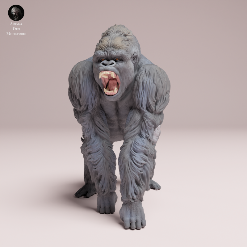 Grauers Gorilla Silverback Aggressive