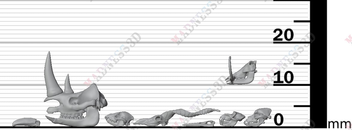 Animal Skulls - Group 1