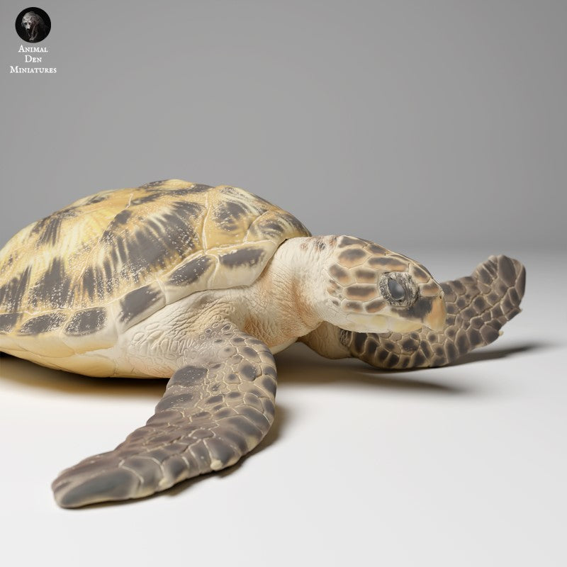 Hawksbill Sea Turtle