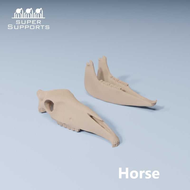 Animal Skulls - Group 3