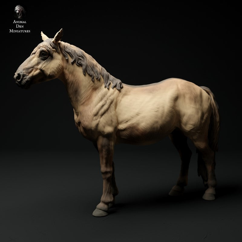 Konik Horse