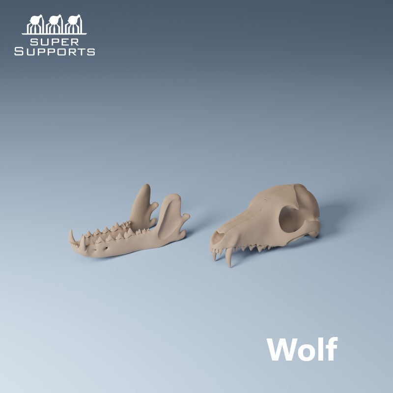 Animal Skulls - Group 5