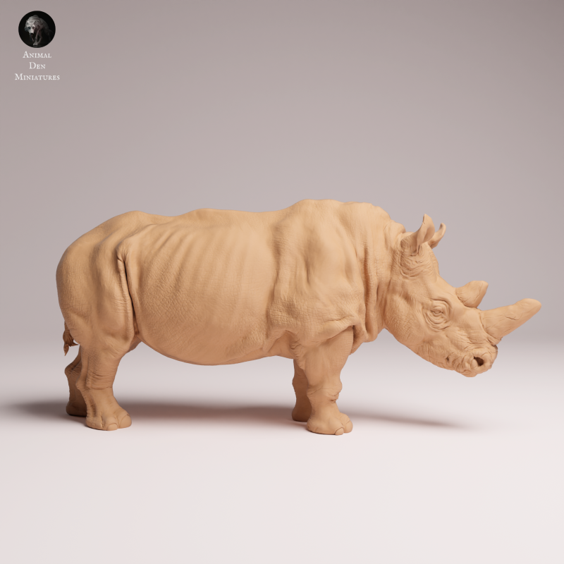 Northern White Rhino