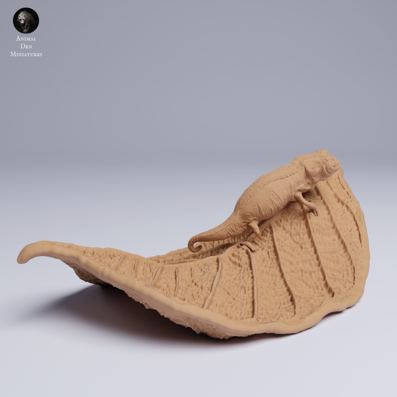 Nosy Hara Leaf Chameleon