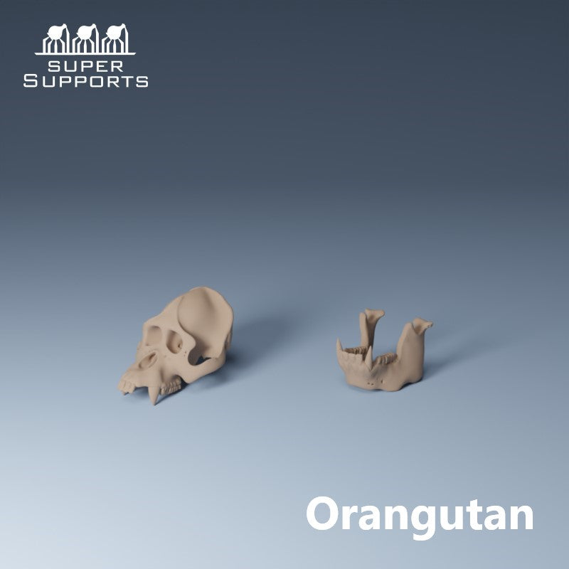 Animal Skulls - Group 2