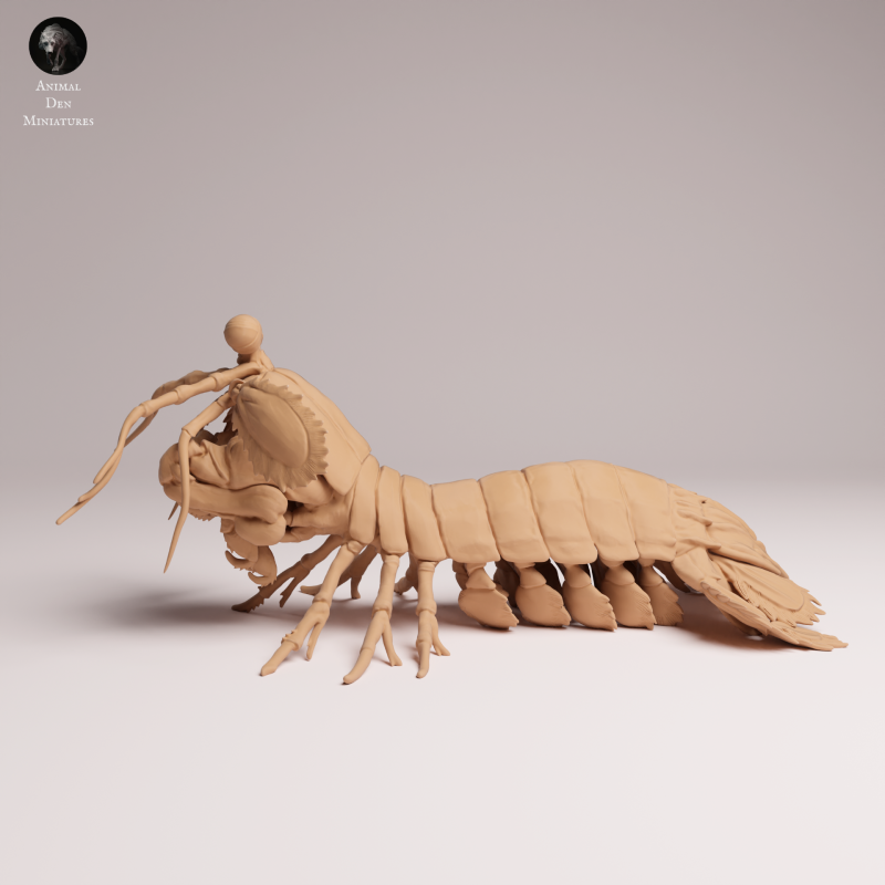 Peacock Mantis Shrimp 1-1