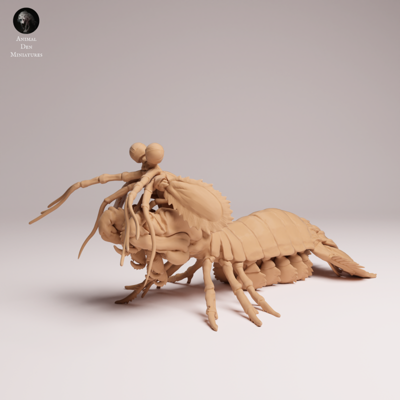 Peacock Mantis Shrimp 1-1