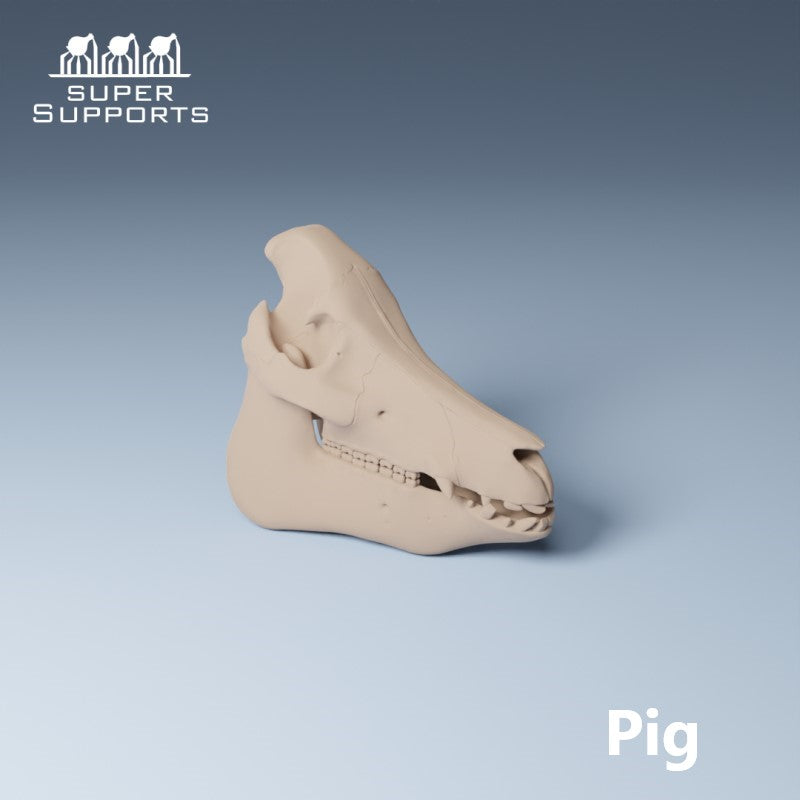 Animal Skulls - Group 4