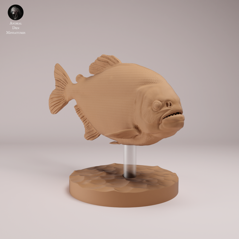 Red Bellied Piranha
