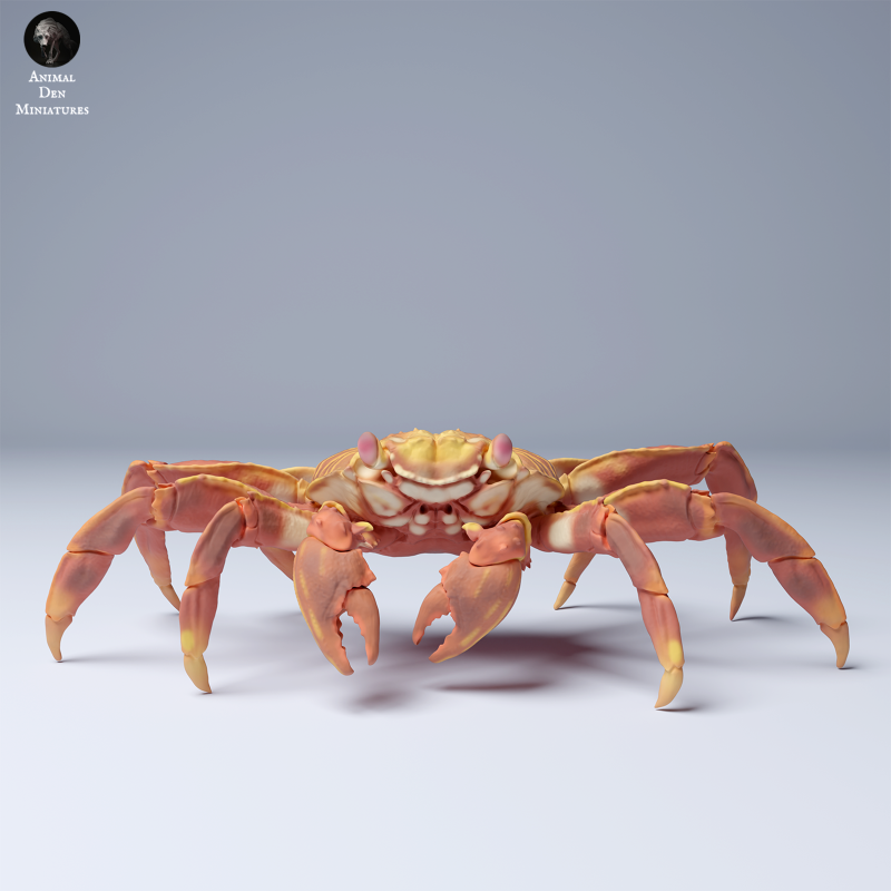 Sally Lightfoot Crab