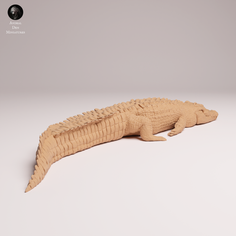 Saltwater Crocodile Lying 1:32