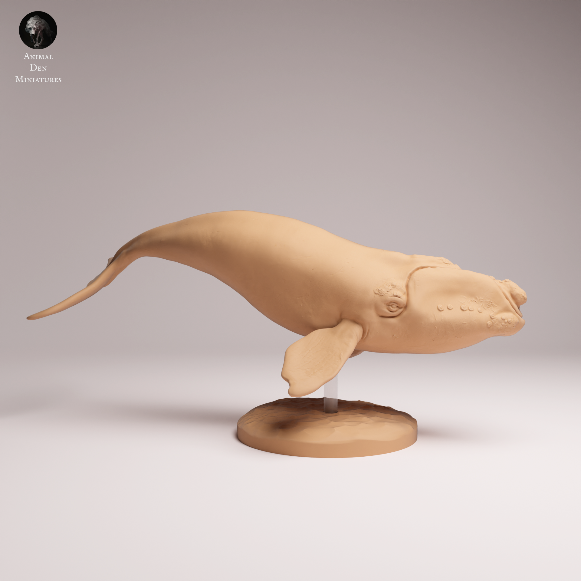 Southern Right Whale 1:100