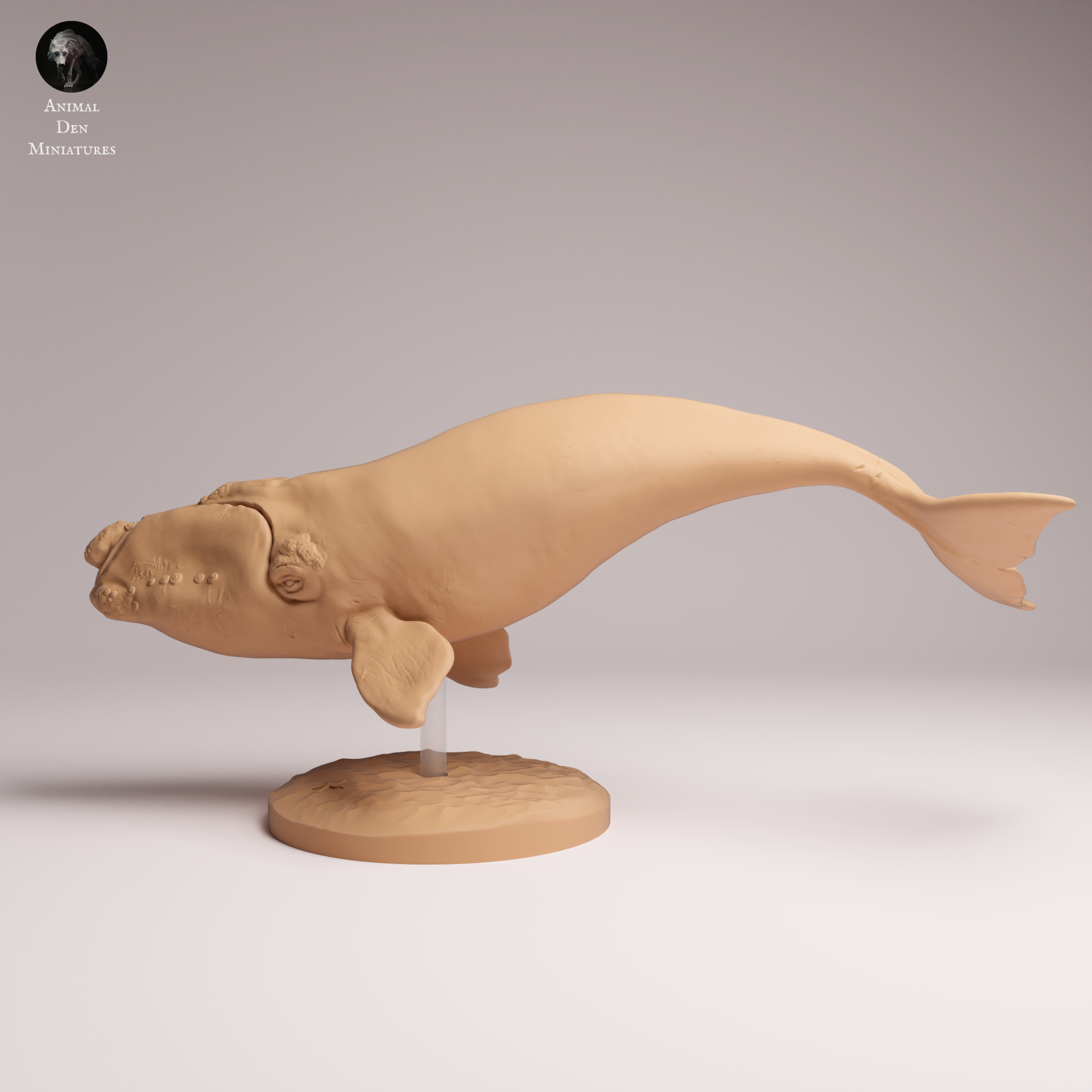 Southern Right Whale 1:100