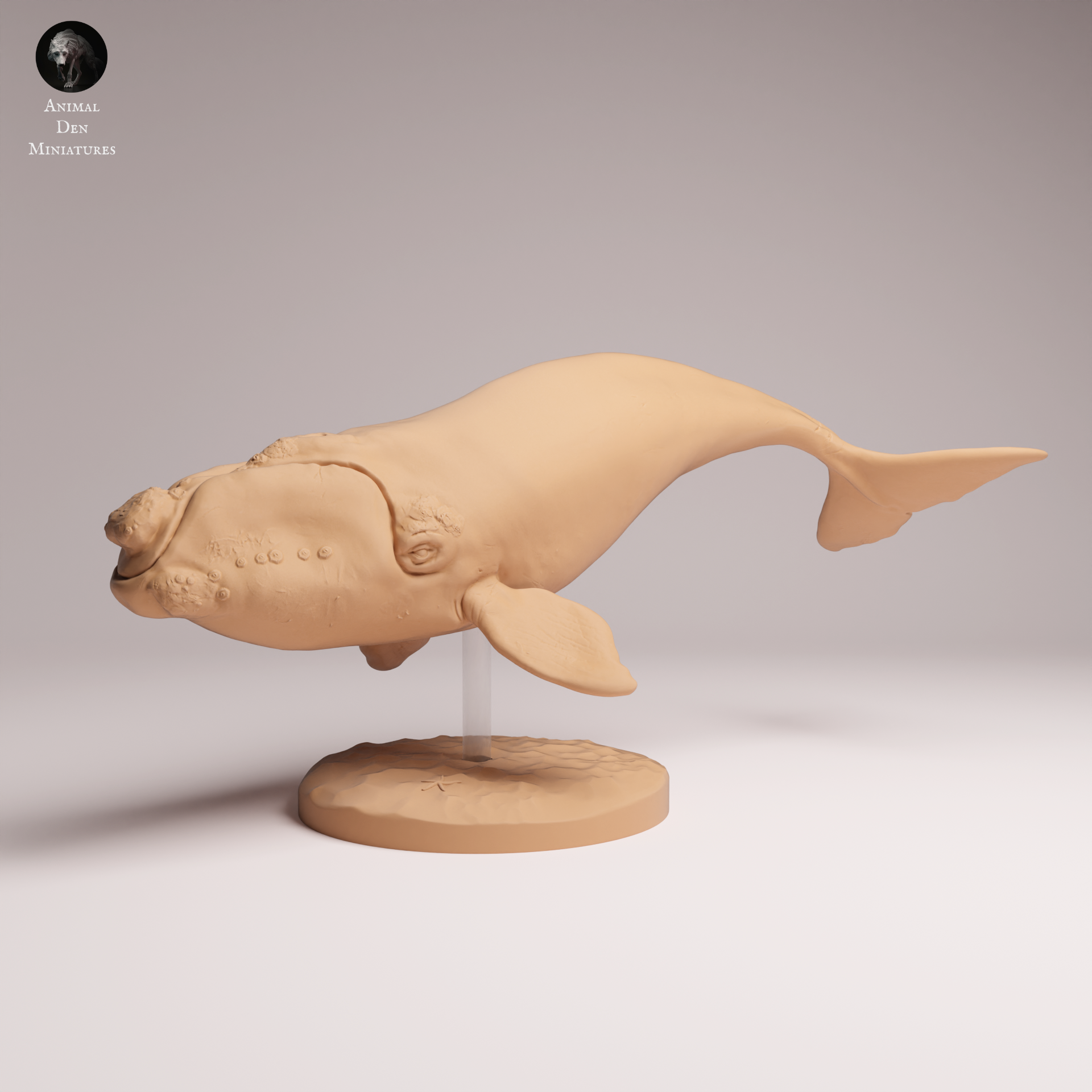 Southern Right Whale 1:100