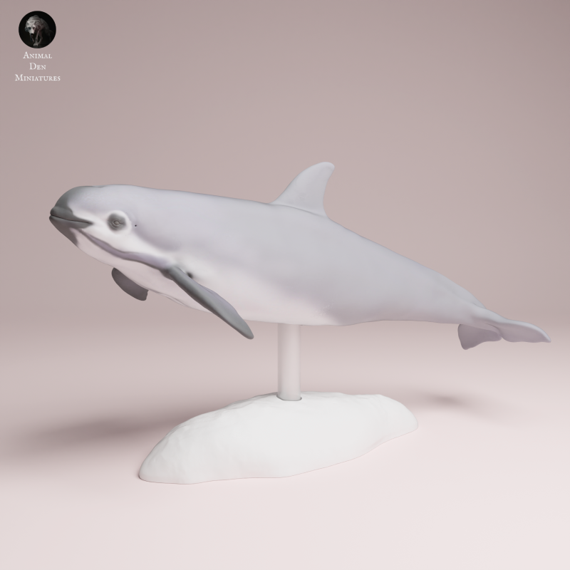 Vaquita