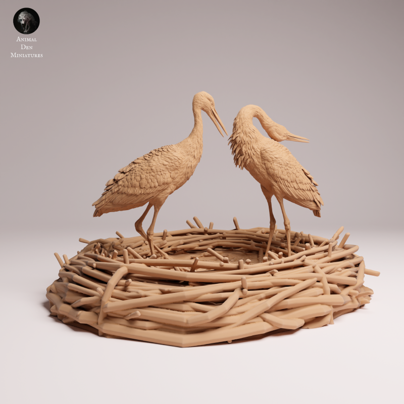 White Stork Courting