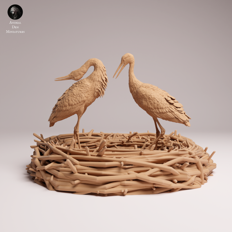 White Stork Courting