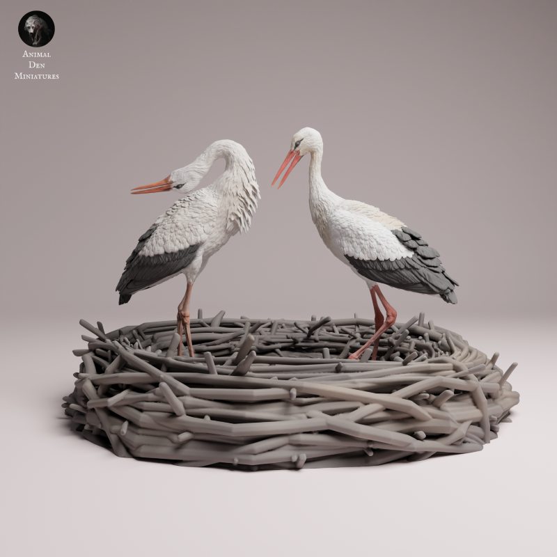 White Stork Courting