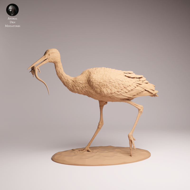 White Stork Eating