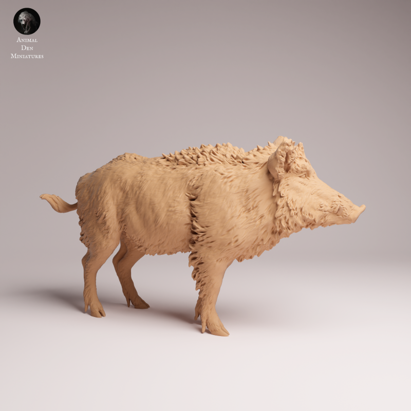 Wild Boar