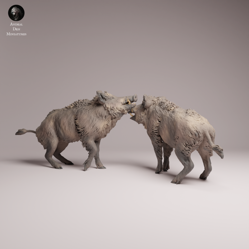 Wild Boar - Fight