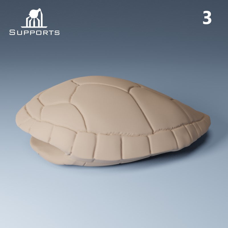 Turtle Shells