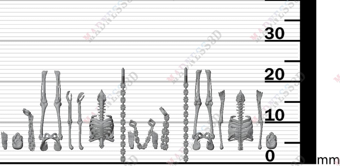 Human Skeleton - Group 5