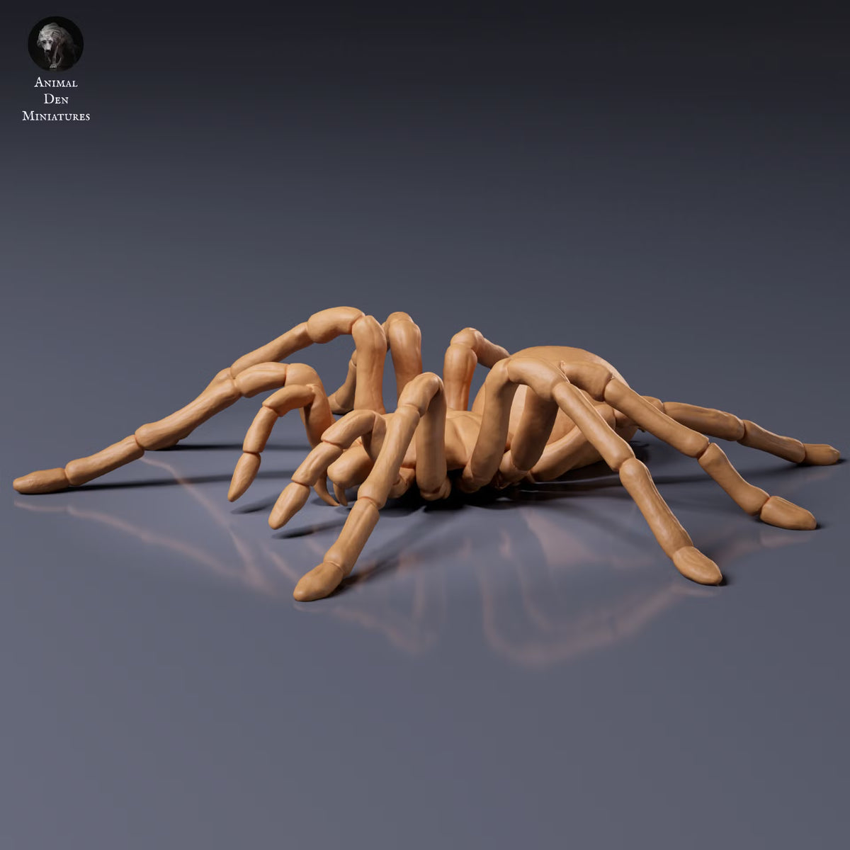Goliath Birdeater 1:2