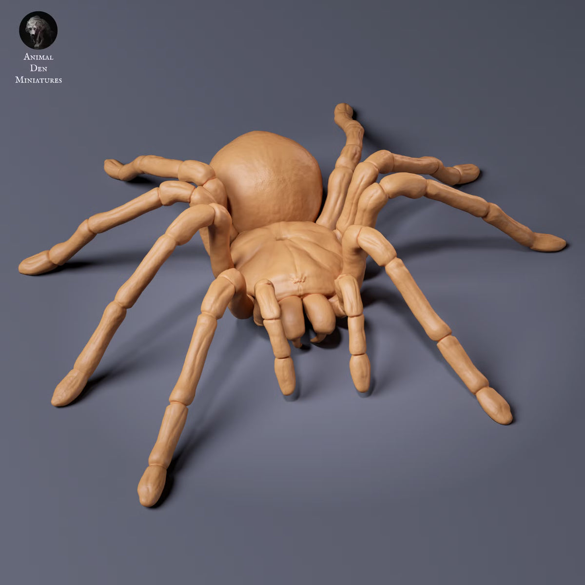 Goliath Birdeater 1:2