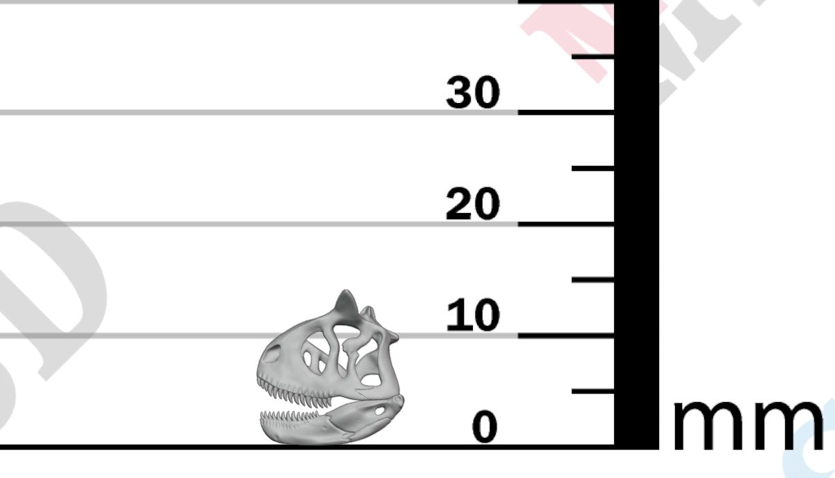 Dinosaur Skulls - Group 1