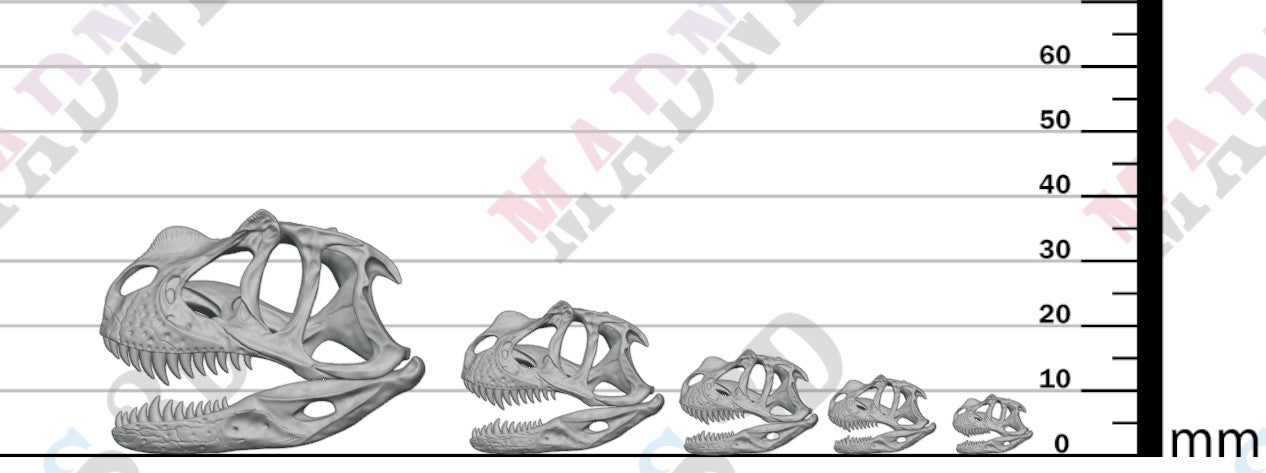 Dinosaur Skulls - Group 1