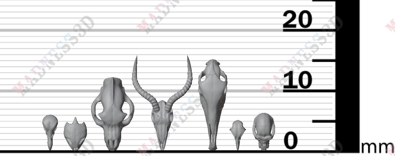 Animal Skulls - Group 3