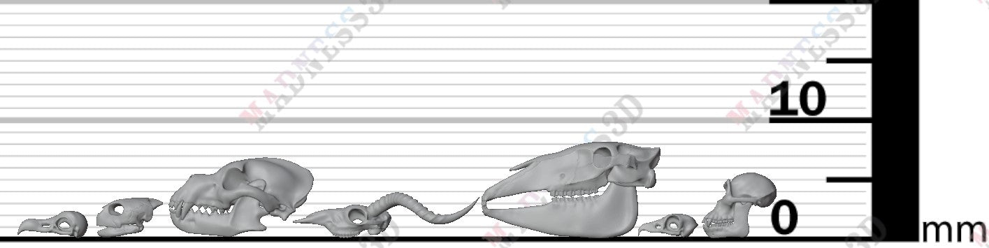 Animal Skulls - Group 3