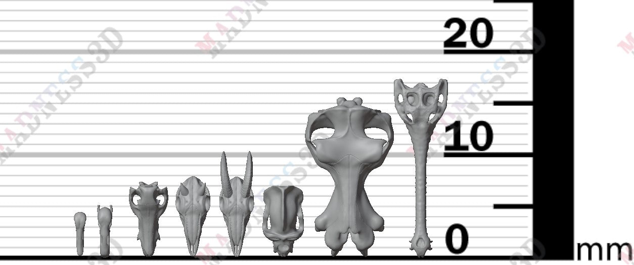 Animal Skulls - Group 4