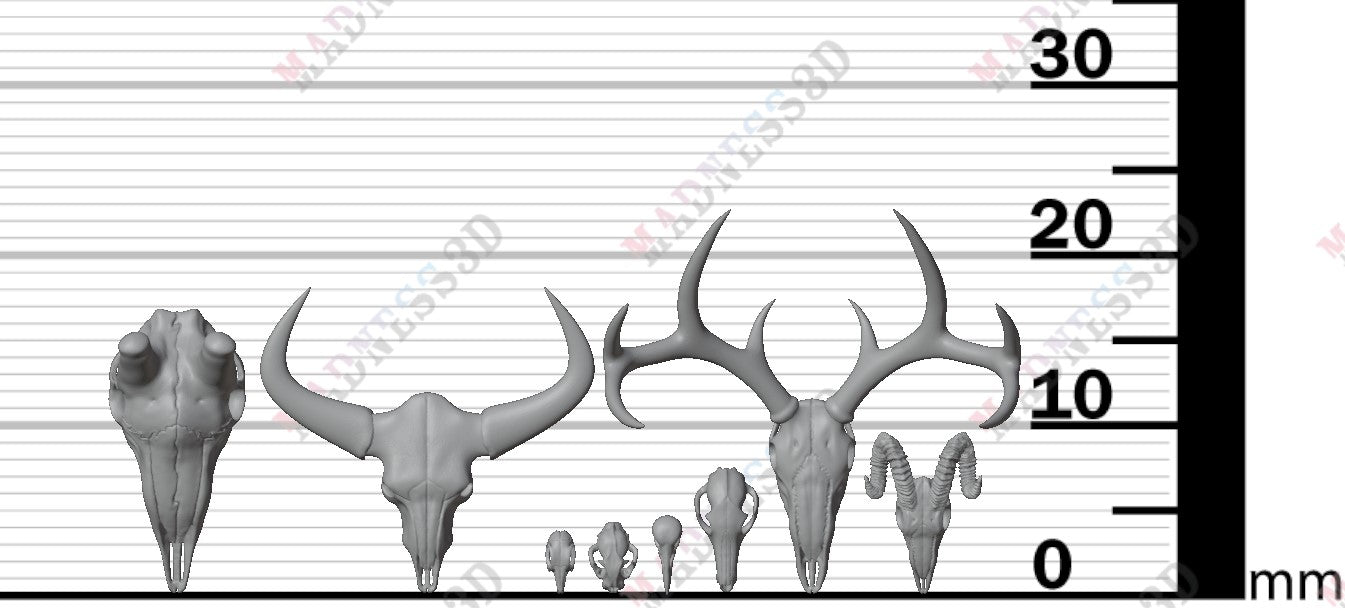 Animal Skulls - Group 5
