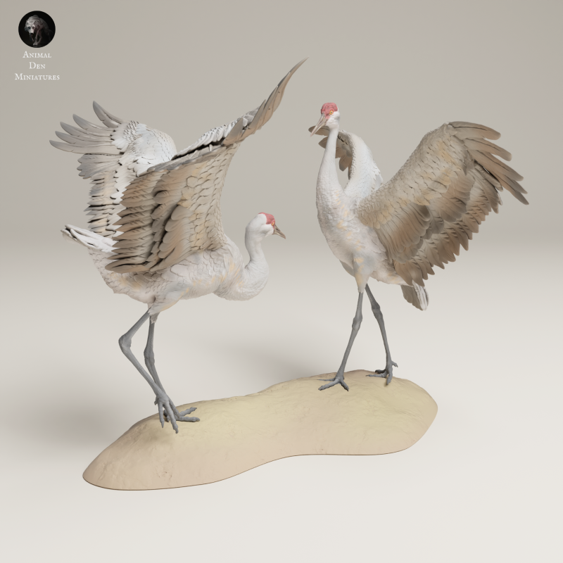 Greater Sandhill Crane Dance 1-24