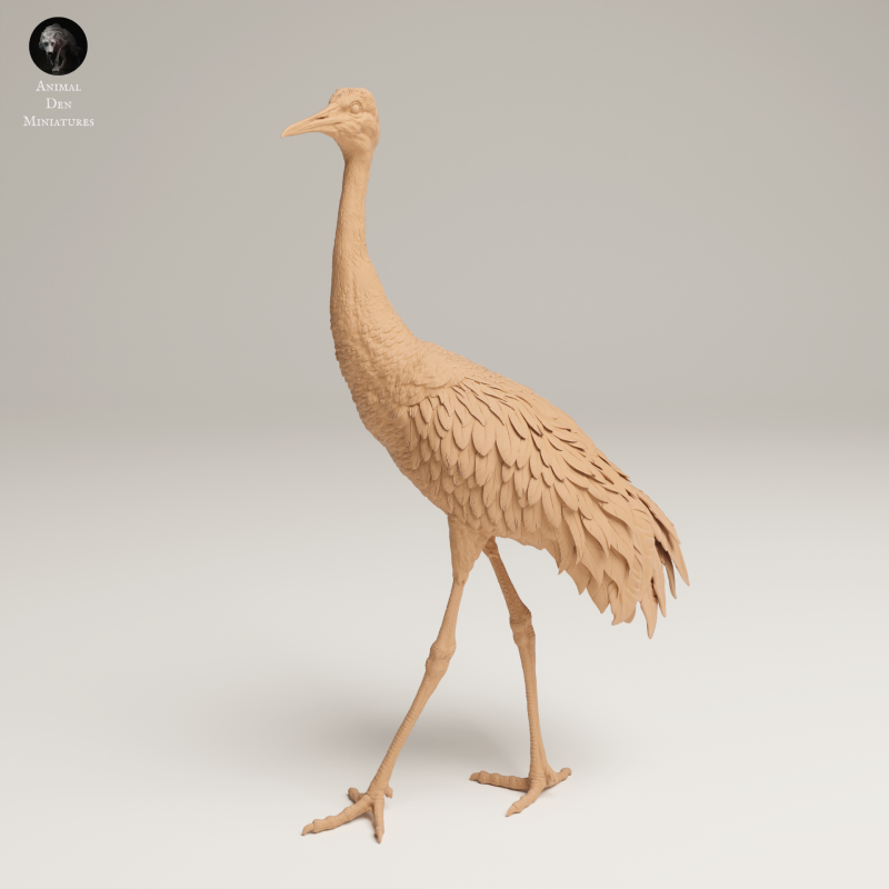 Greater Sandhill Crane 1-24