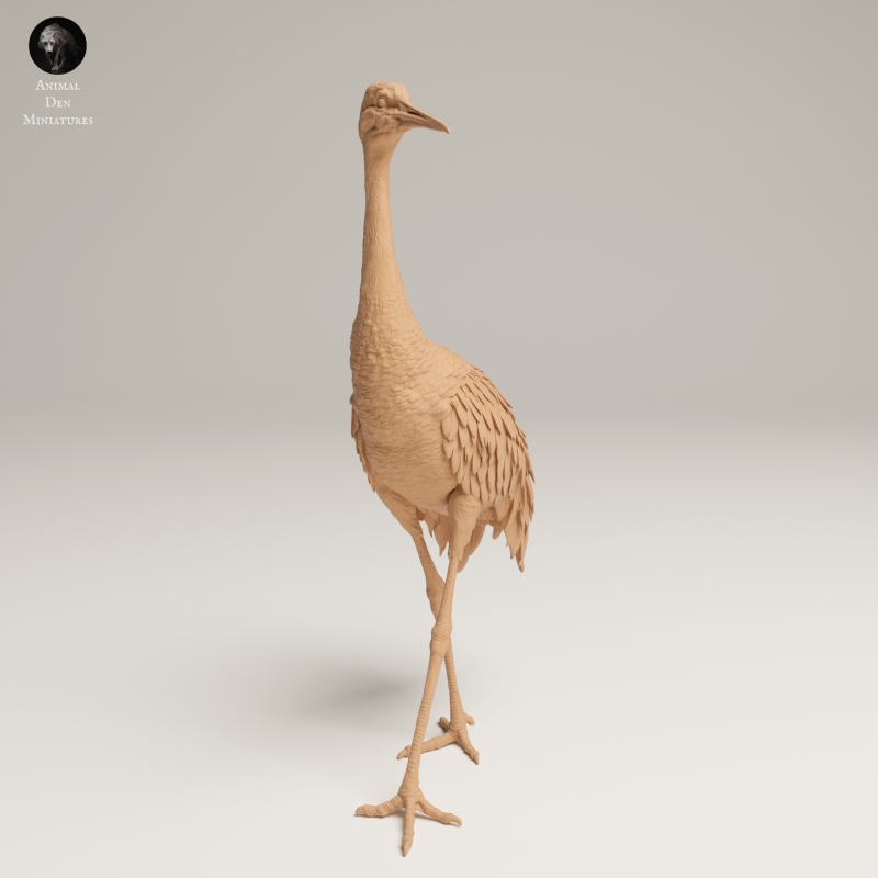 Greater Sandhill Crane 1-24