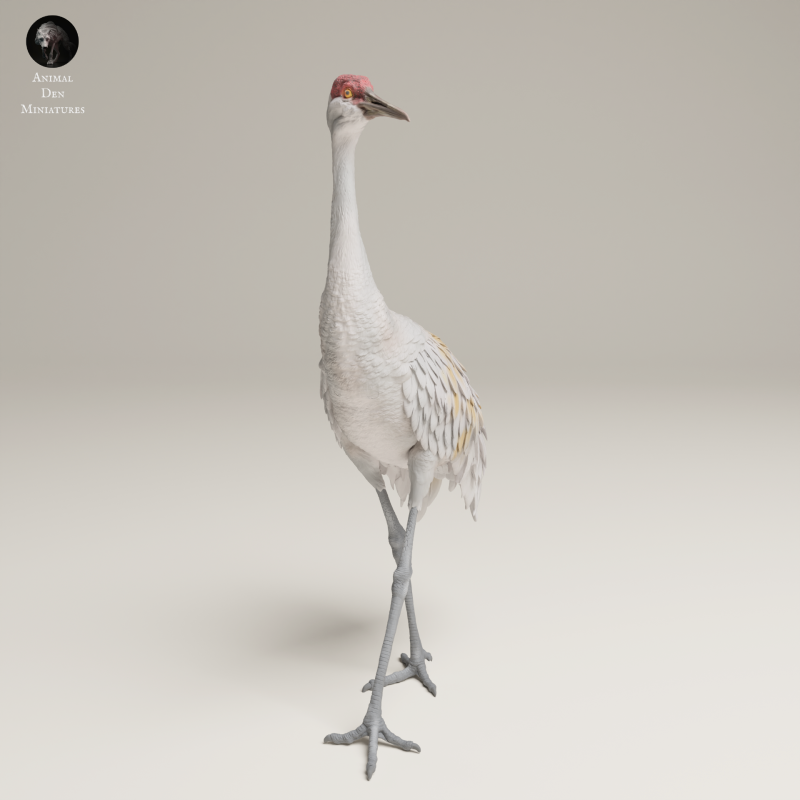 Greater Sandhill Crane 1-24