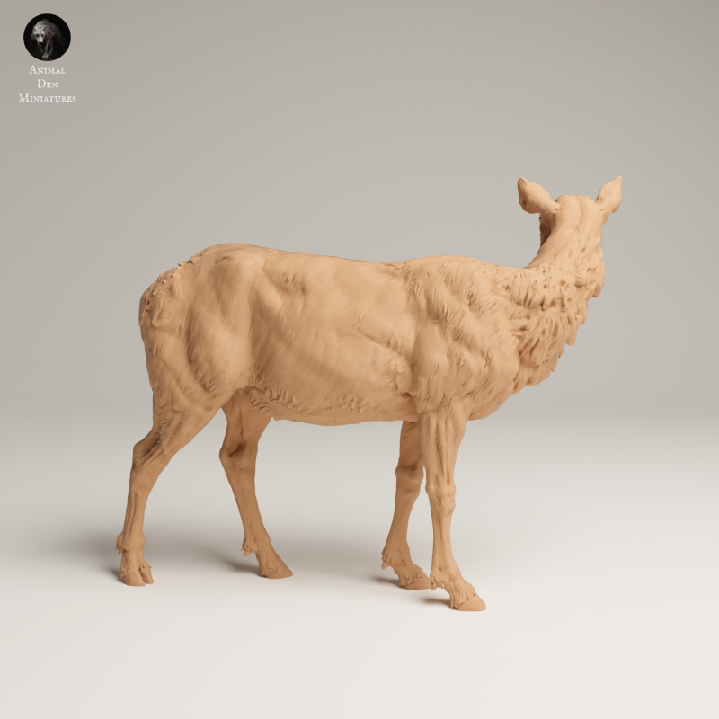 Rocky Mountain Elk - Cow - 1-24