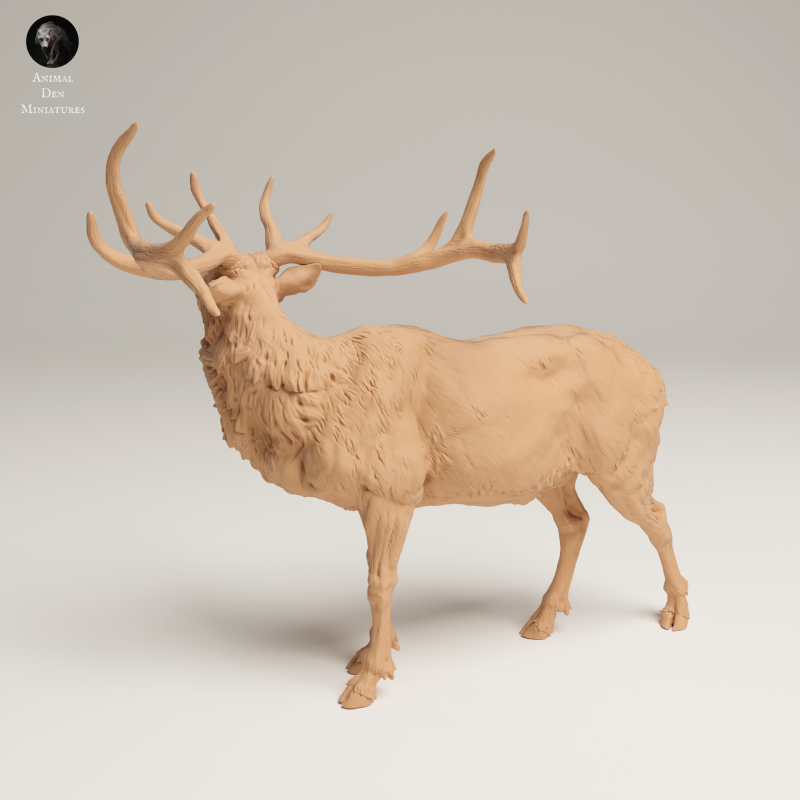 Rocky Mountain Elk - Bugle - 1-24