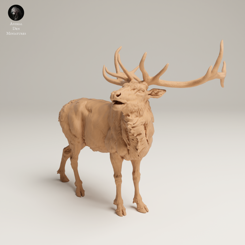 Rocky Mountain Elk - Bugle - 1-24