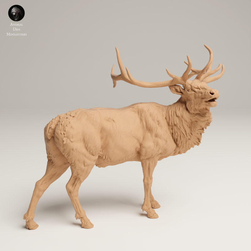 Rocky Mountain Elk - Bugle - 1-24